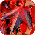 Autumn wallpaper