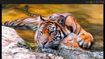 Tiger Wallpaper পোস্টার