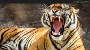 Tiger Wallpaper স্ক্রিনশট 1