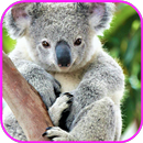 Koala-Tapete APK