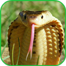 Cobra Wallpaper APK