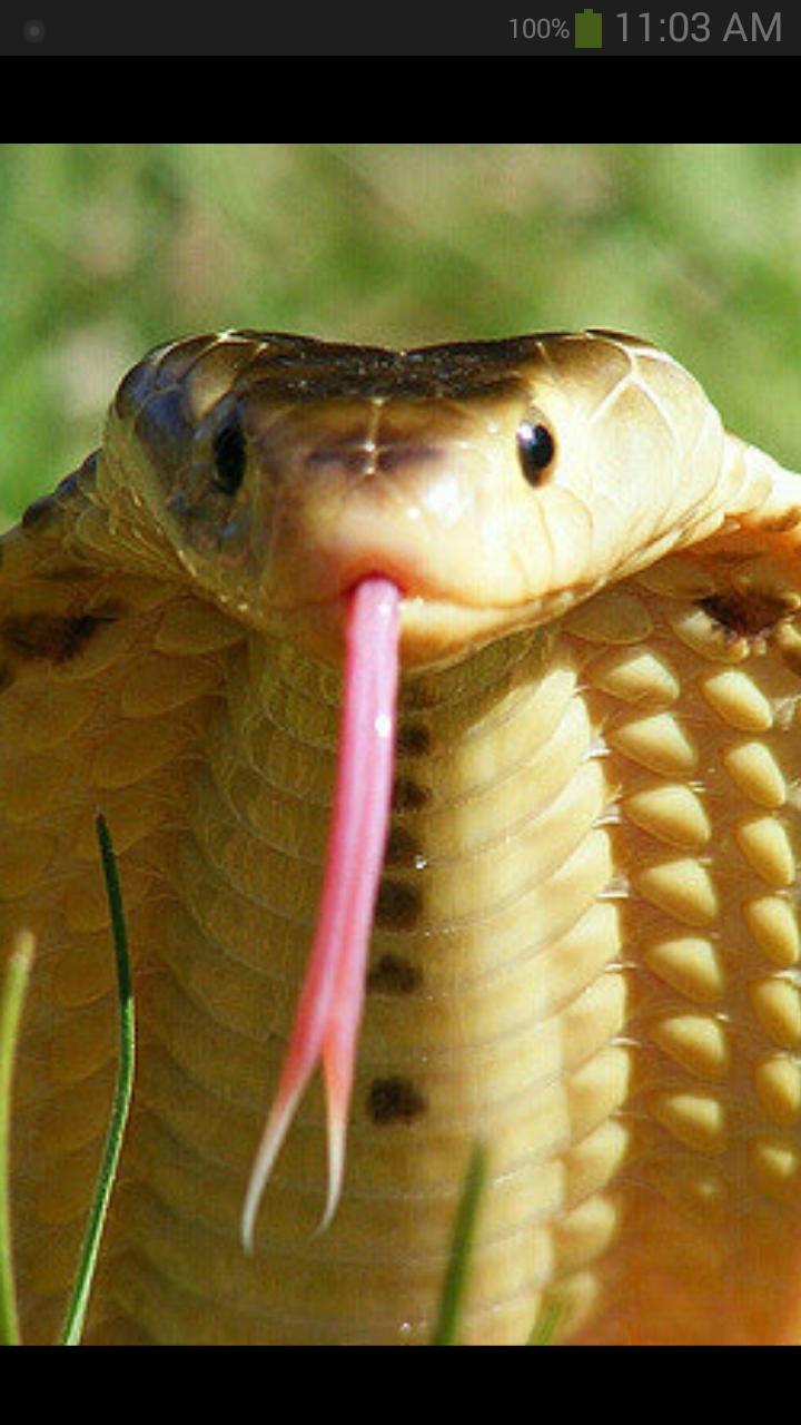 Descarga de APK de Fondo de pantalla de cobra para Android Descarga de APK de Fondo de pantalla de cobra para Android