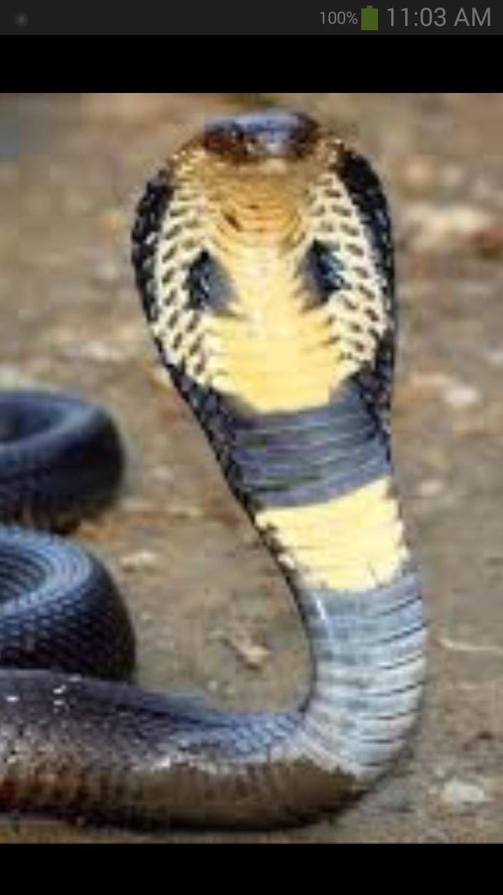 Descarga de APK de Fondo de pantalla de cobra para Android Descarga de APK de Fondo de pantalla de cobra para Android