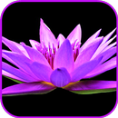 Purple Wallpaper APK