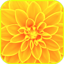 Papel de parede amarelo APK