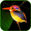 Beautiful Birds Wallpaper-APK