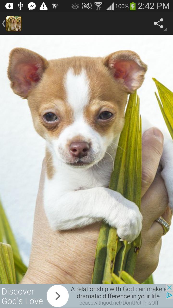 Wallpaper Anak Anjing Lucu For Android Apk Download