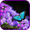 Beautiful Butterflies wallpapers APK