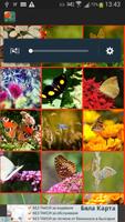 Beautiful Butterflies wallpapers پوسٹر