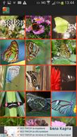 1 Schermata Bellissimi sfondi di farfalle