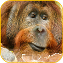 Monkey Wallpaper APK