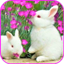 Rabbits Wallpaper APK