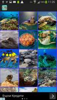 Turtles Wallpaper پوسٹر