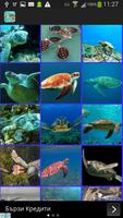 Turtles Wallpaper اسکرین شاٹ 1