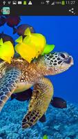 Turtles Wallpaper اسکرین شاٹ 2