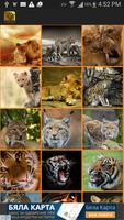 Wild Cats Wallpaper poster