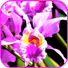 Exotic Tropical Flowers Wallpaper آئیکن