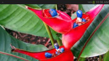 Exotic Tropical Flowers Wallpaper اسکرین شاٹ 3