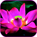 Tapeta Kwiat Lotosu aplikacja
