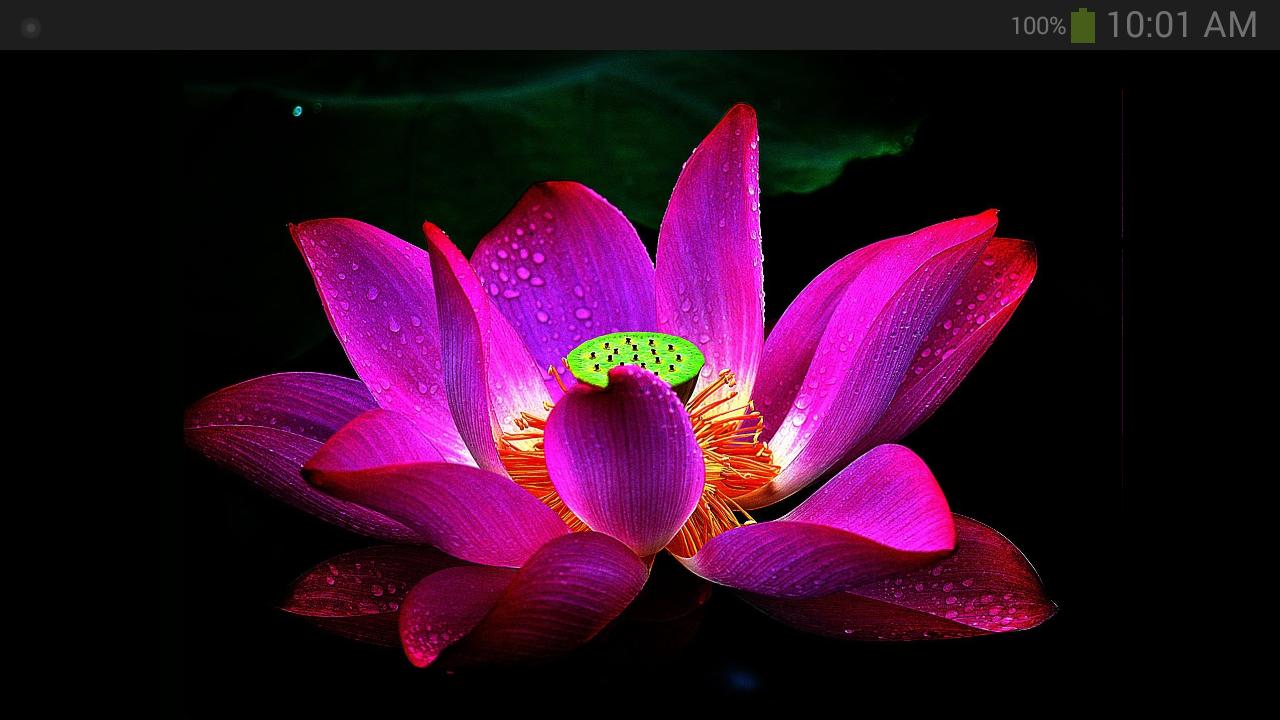 Wallpaper Bunga Lotus for Android - APK Download