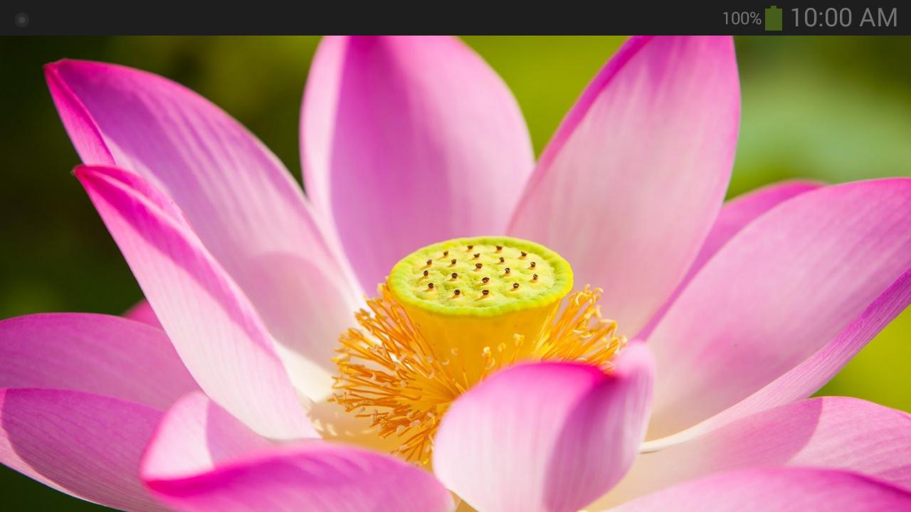 Wallpaper Bunga Lotus for Android - APK Download