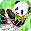 Fond d'écran panda APK