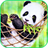 Tapeta Panda ikona