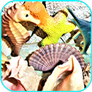 Seashells Wallpaper APK
