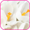 White Wallpaper APK