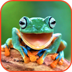 Frog Wallpaper আইকন