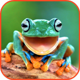 Frog Wallpaper icon