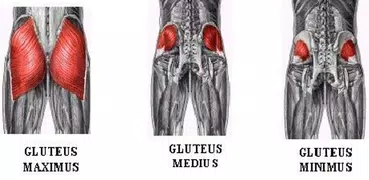 All Glutes Exercises