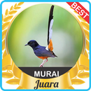 Suara Murai Batu mp3 APK