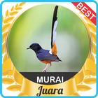 Suara Murai Batu mp3 أيقونة