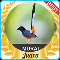 Suara Murai Batu mp3 ภาพหน้าจอ 3