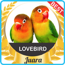 Suara Lovebird Gacor mp3 APK