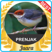 Suara Prenjak Gacor mp3