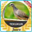 Suara Tekukur Juara Pikat mp3