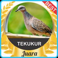 Suara Tekukur Juara Pikat mp3 poster