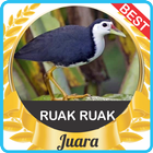 Suara Ruak Ruak Pikat mp3 icon