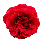 Hermosas Rosas Rojas أيقونة