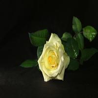 Imágenes de Rosas Hermosas 스크린샷 3