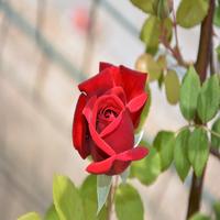 Imágenes de Rosas Hermosas ภาพหน้าจอ 2