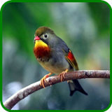 آیکون‌ Pekin Robin