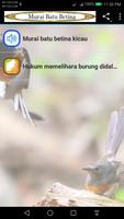 Murai Batu Betina 截图 2