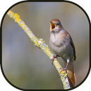 Music Spa-Nightingale APK