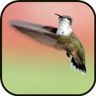 Music Spa-Relax 2 آئیکن