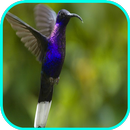 Music Spa-Relax 3 APK