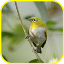 Mata Putih_Pleci_White eye APK