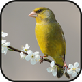 GreenFinch Singing